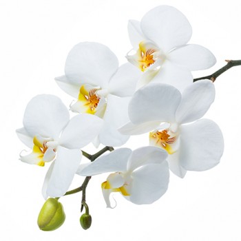 Стол обеденный Танго белый/Орхидея в Мирном - mirnyj.mebel54.com | фото